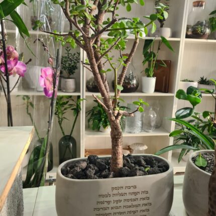 עץ הכסף שתול בכלי בטון עם חריטה של ברכת העסק הכניסו הצלחה ושגשוג לעסק שלכם עם עץ הכסף שתול בכלי בטון יוקרתי. הכלי המעוצב בקו מודרני ונקי מגיע עם חריטה מותאמת אישית של ברכת העסק, מה שהופך אותו לפריט מרשים בעל משמעות עמוקה. עץ הכסף, המסמל צמיחה ושפע, מושלם כתוספת אלגנטית לכל משרד, חנות או חלל עבודה.