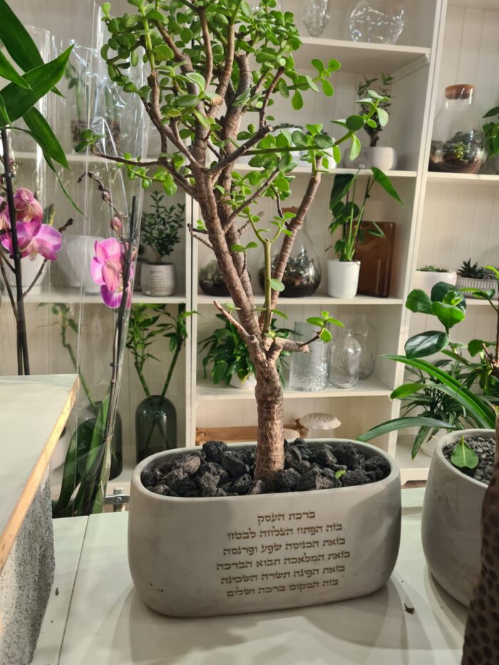 עץ הכסף שתול בכלי בטון עם חריטה של ברכת העסק הכניסו הצלחה ושגשוג לעסק שלכם עם עץ הכסף שתול בכלי בטון יוקרתי. הכלי המעוצב בקו מודרני ונקי מגיע עם חריטה מותאמת אישית של ברכת העסק, מה שהופך אותו לפריט מרשים בעל משמעות עמוקה. עץ הכסף, המסמל צמיחה ושפע, מושלם כתוספת אלגנטית לכל משרד, חנות או חלל עבודה.