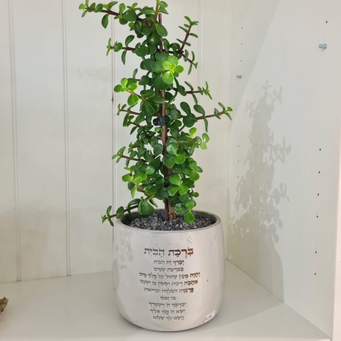 עץ הכסף שתול בכלי בטון עם ברכת הבית הכניסו שפע, ברכה ויופי טבעי לביתכם או לעסק עם עץ הכסף שתול בכלי בטון מעוצב. הכלי המעוצב בקו נקי ואלגנטי כולל חריטה אישית של ברכת הבית, מה שהופך את המוצר למתנה מושלמת ומלאת משמעות. עץ הכסף, המסמל שגשוג, הצלחה וצמיחה, משתלב באופן טבעי ומרשים בכל חלל.