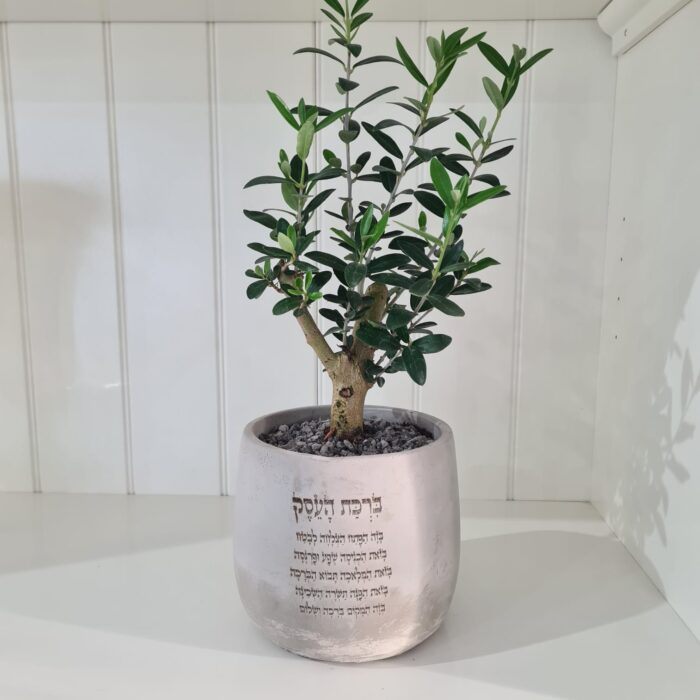 עץ זית בכלי בטון עם חריטה אישית הביאו ברכה ויוקרה לכל עסק או בית עם עץ זית שתול בכלי בטון ייחודי. הכלי מעוצב בקו נקי ואלגנטי, וניתן לחרוט עליו הקדשה אישית או ברכת העסק, מה שהופך אותו למתנה מושלמת עם נגיעה אישית. עץ הזית, סמל לשלום, שגשוג ויציבות, משתלב בצורה טבעית ומרשימה בכל חלל. הזמינו עכשיו והפכו כל מקום למלא משמעות ויופי טבעי!