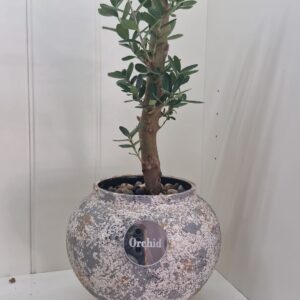עץ זית רז